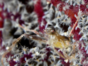 Spider Crab on Soft Coral. Komodo Indonesia. by Stephen Holinski 